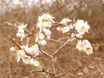 Close-up of white cherry blossoms in spring