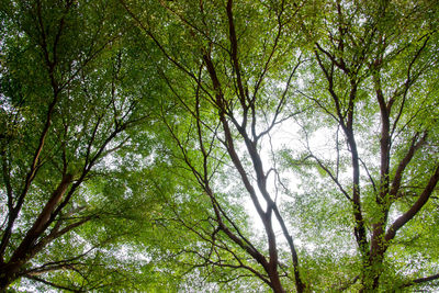 Low angle view of bamboo trees in forest