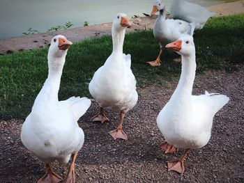 White geese on land