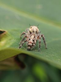 Close-up of spider