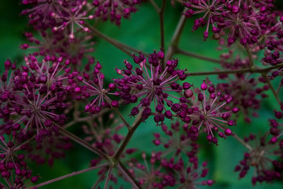 Close-up of flowers blooming outdoors