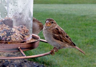 Close-up of bird perching on feeder