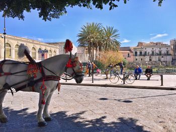 Horse standing on street in city