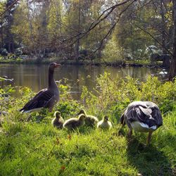 Ducks in lake