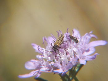 Close-up of bee on flower