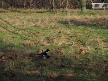 Bird on field