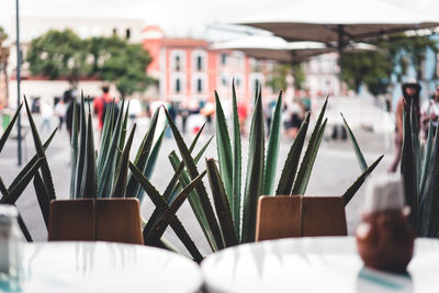 Close-up of potted plants on table in restaurant