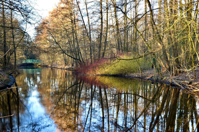 Reflection of trees in lake