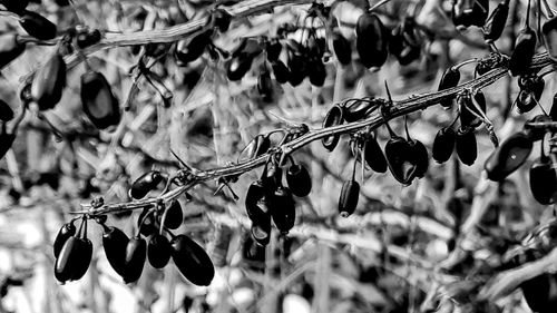 Close-up of leaves