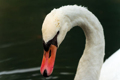 Close-up of swan floating on lake