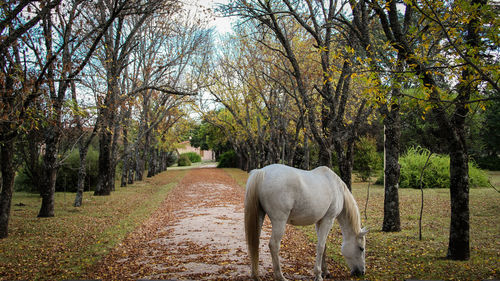 Horse grazing on field during autumn