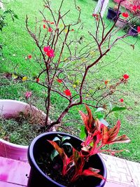 High angle view of potted plants on field