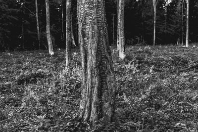 Trees growing in forest