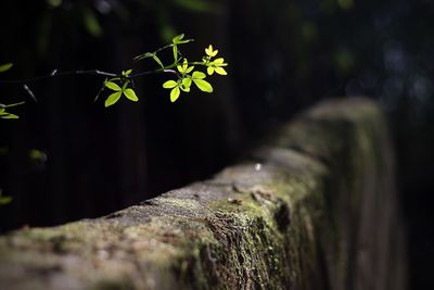 Close-up of moss on retention wall