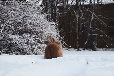 View of bare tree in snow