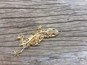 Close-up of lizard on wood