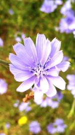 Close-up of purple flower