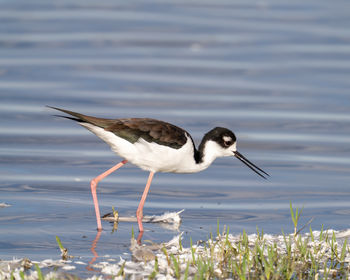 Side view of a black-necked stilt wading in shallow water at the merced national wildlife refuge.