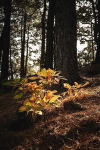 Close-up of flowering plants on tree trunk in forest