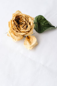 High angle view of rose on table