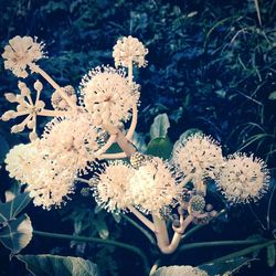 Close-up of flowers