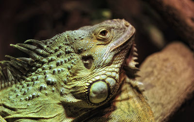 Close-up of a lizard