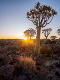 Trees on field against sky during sunset