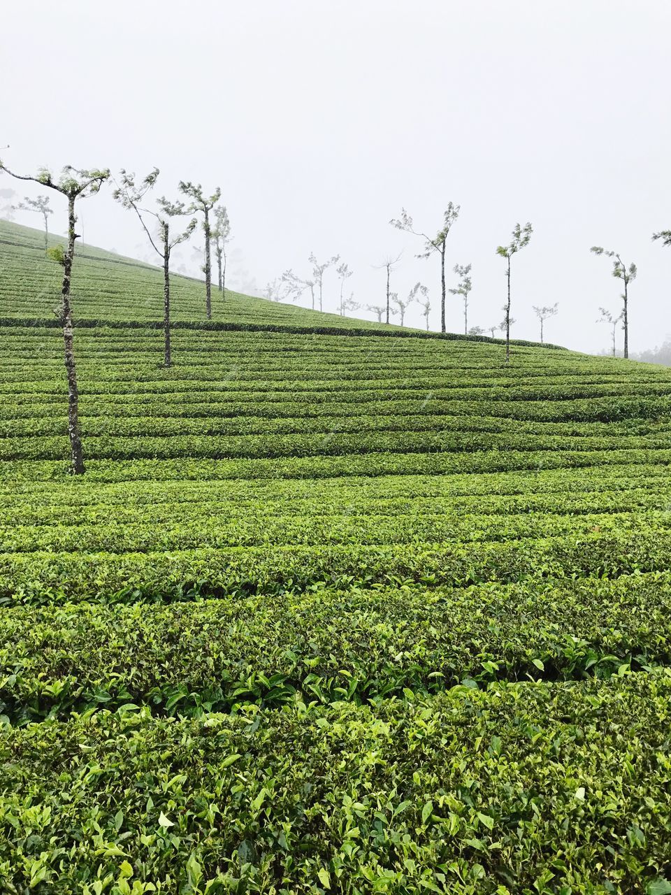 AGRICULTURAL FIELD AGAINST SKY