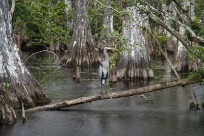 View of birds in lake