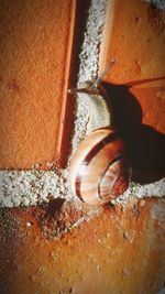 Close-up of snail