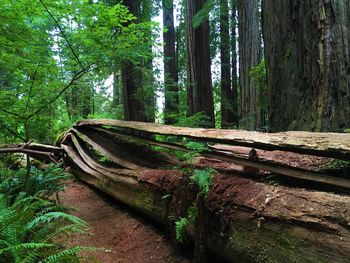 Wood amidst trees in forest