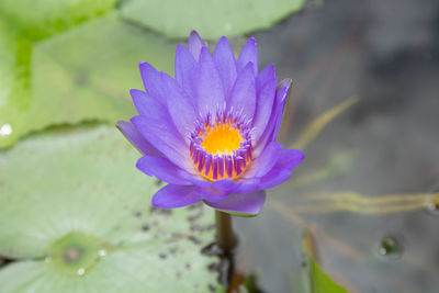 Close-up of purple flower