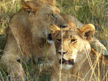 High angle view of lions resting in forest