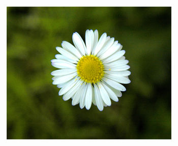 Close-up of yellow flower