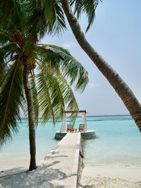 Palm trees at beach against sky