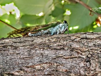 Close-up of insect on tree trunk