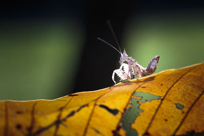 Close-up of butterfly on leaf