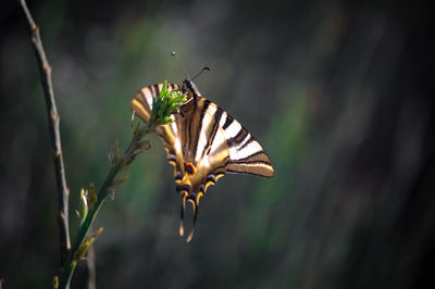 Close-up of butterfly on plant