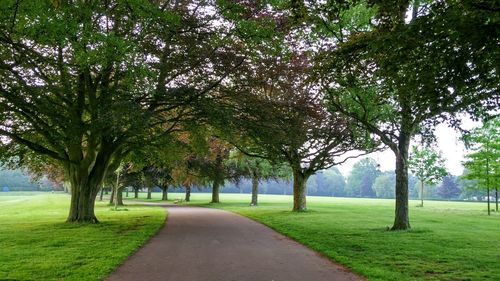 View of trees in park