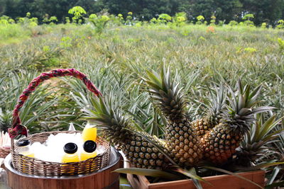 Fresh pineapple. bangrong community. phuket. thailand