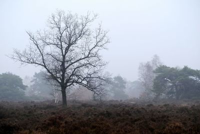 Bare tree on field against sky