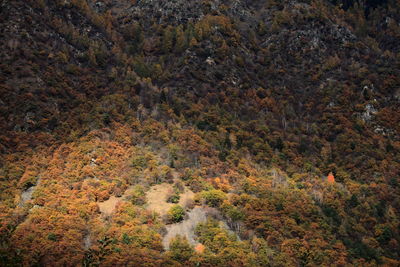 Aerial view of trees growing on mountain in forest during autumn