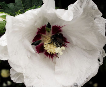 Close-up of white hibiscus