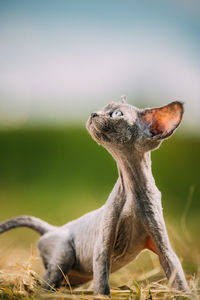 Funny young gray devon rex kitten in grass. short-haired cat of english breed. 