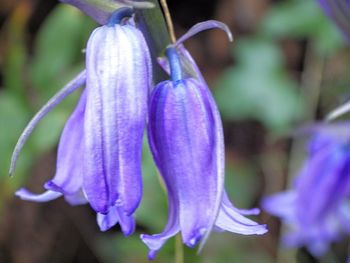 Close-up of purple flowers blooming