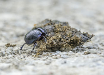 Close-up of insect on rock