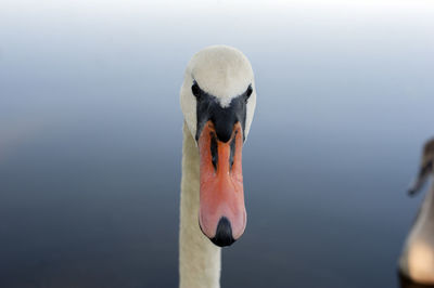 Portrait of the head of a swan eating food on the shore