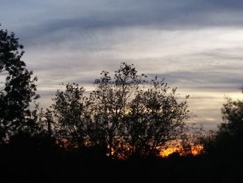 Low angle view of silhouette trees against sky