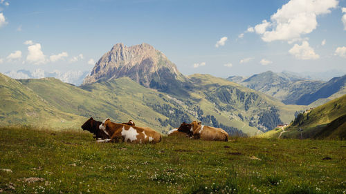 Cows grazing in the mountains