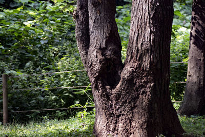 Close-up of tree trunk in forest